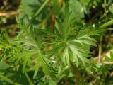 Geranium columbinum. Листья. Украина, Львовская обл., Дрогобычский р-н, г. Трускавец, дамба возле пруда Слоница. 05.06.2014.