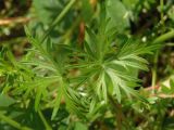 Geranium columbinum