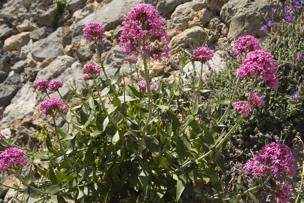 Image of Centranthus ruber specimen.