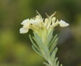 Teucrium montanum