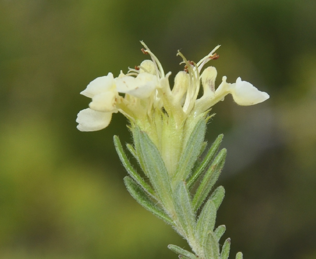 Изображение особи Teucrium montanum.