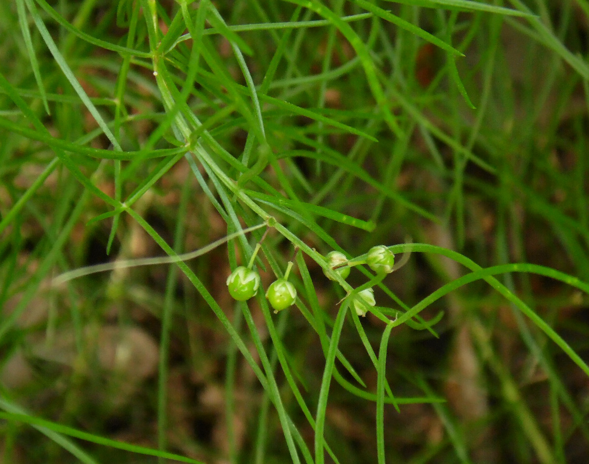 Изображение особи Asparagus verticillatus.