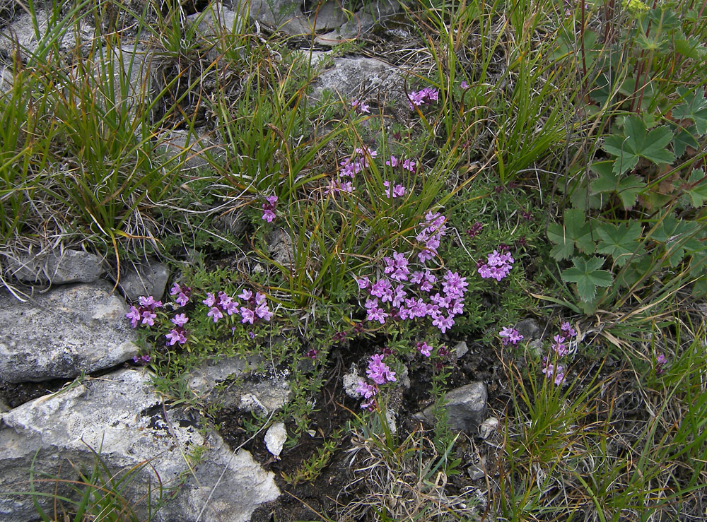 Image of Thymus majkopensis specimen.