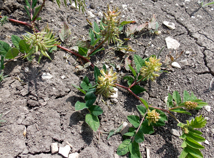 Image of Astragalus glycyphyllos specimen.