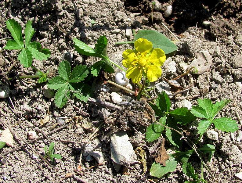 Изображение особи Potentilla reptans.