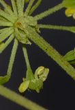 Image of taxon representative. Author is Татьяна Мальчинская