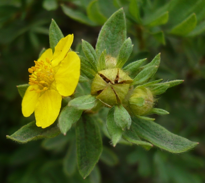 Image of Dasiphora fruticosa specimen.