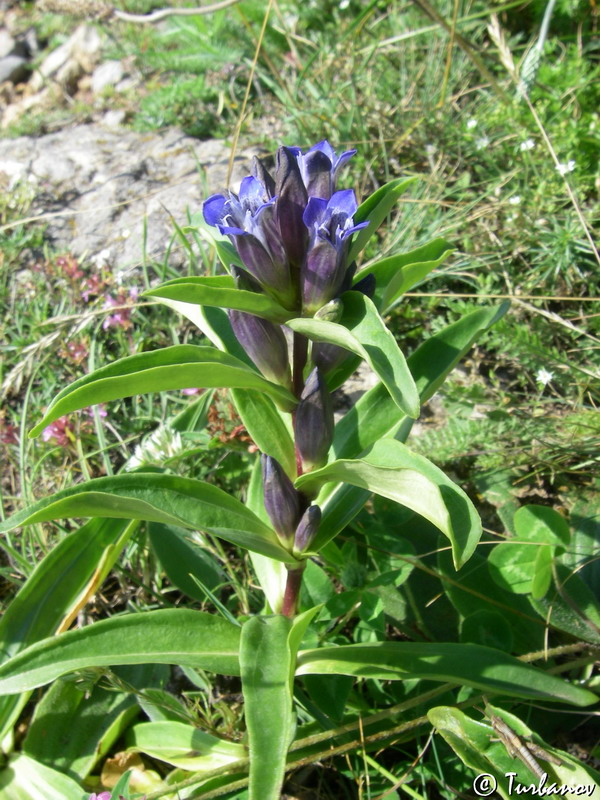 Image of Gentiana cruciata specimen.