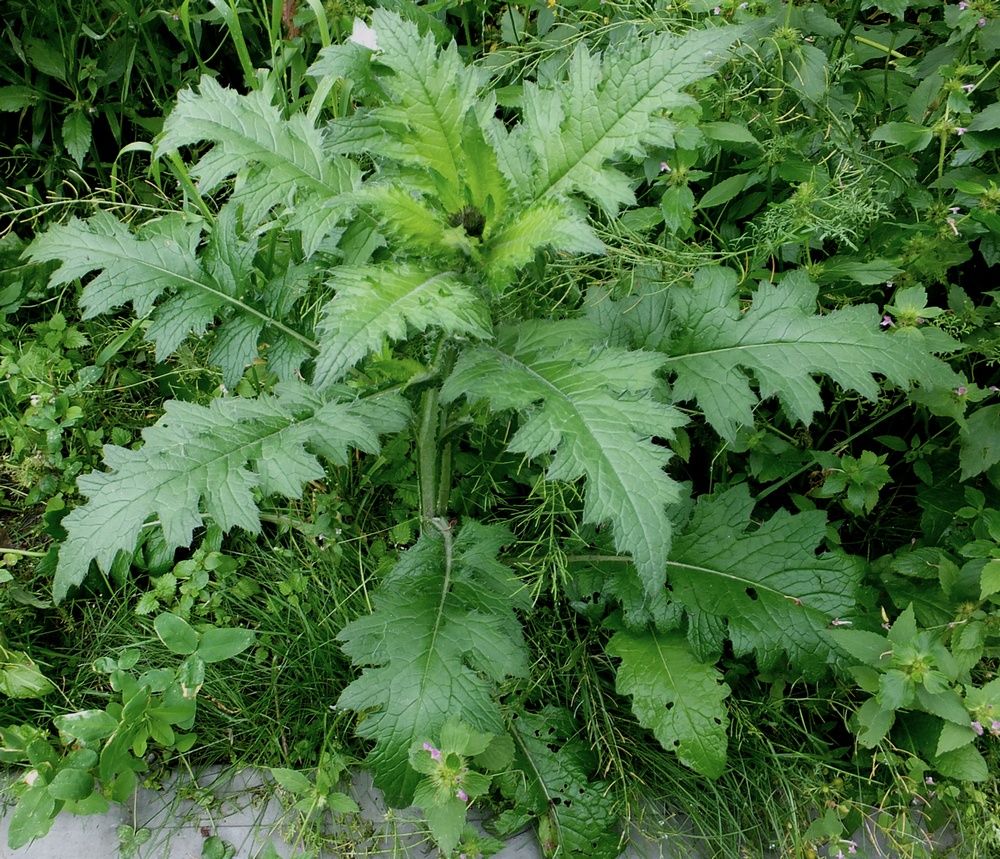 Image of Carduus crispus specimen.