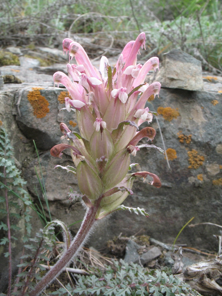 Image of Pedicularis alatauica specimen.