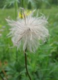 Pulsatilla multifida
