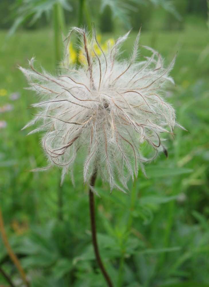 Изображение особи Pulsatilla multifida.