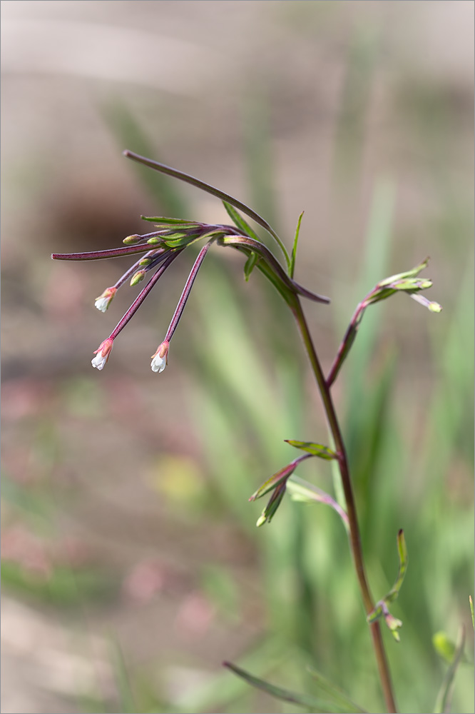 Изображение особи Epilobium palustre.