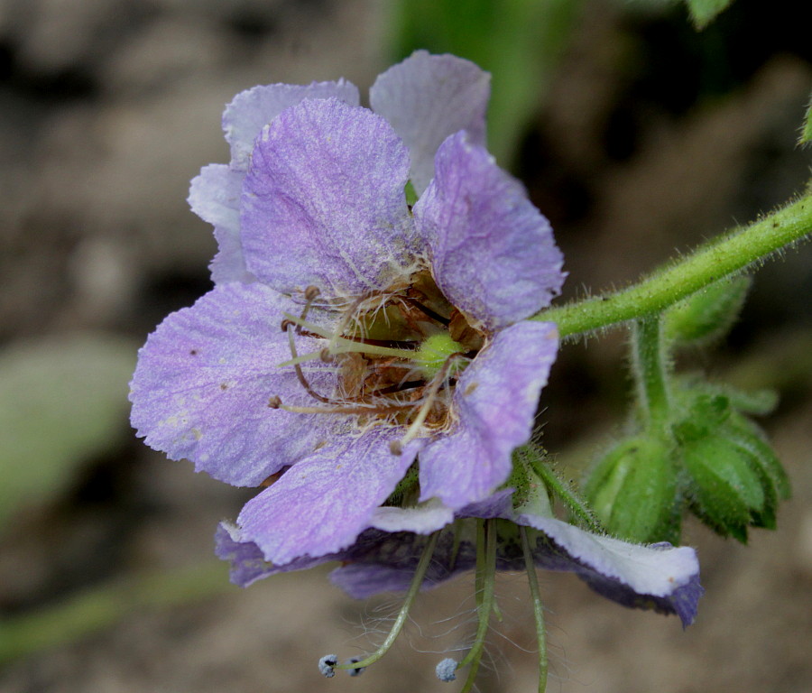 Изображение особи Phacelia bolanderi.