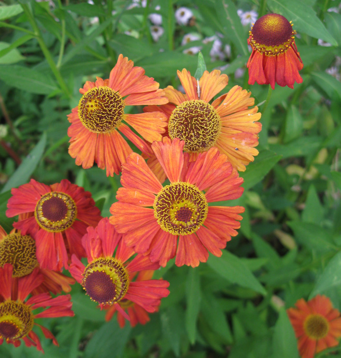 Изображение особи Helenium autumnale.