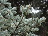 Picea форма glauca