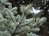 Picea pungens f. glauca