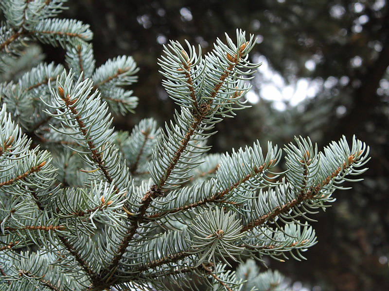 Изображение особи Picea pungens f. glauca.