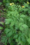 Geum aleppicum
