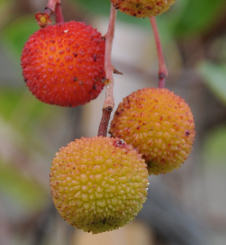 Image of Arbutus unedo specimen.