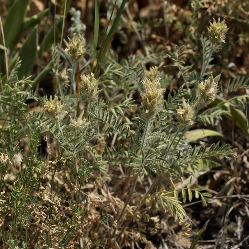 Изображение особи Oxytropis pilosa.