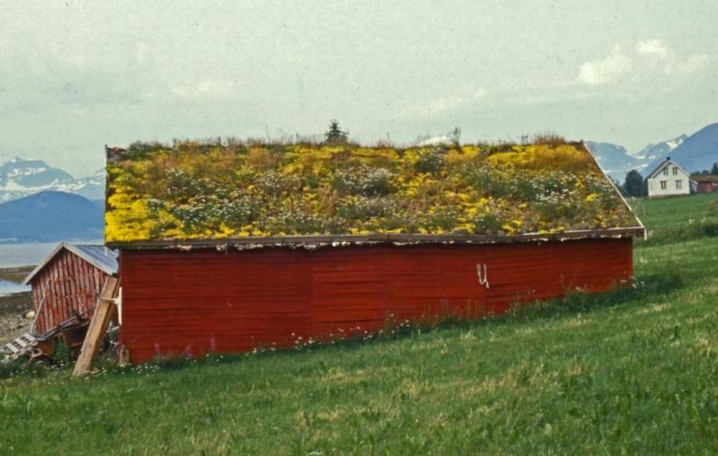 Image of Sedum acre specimen.