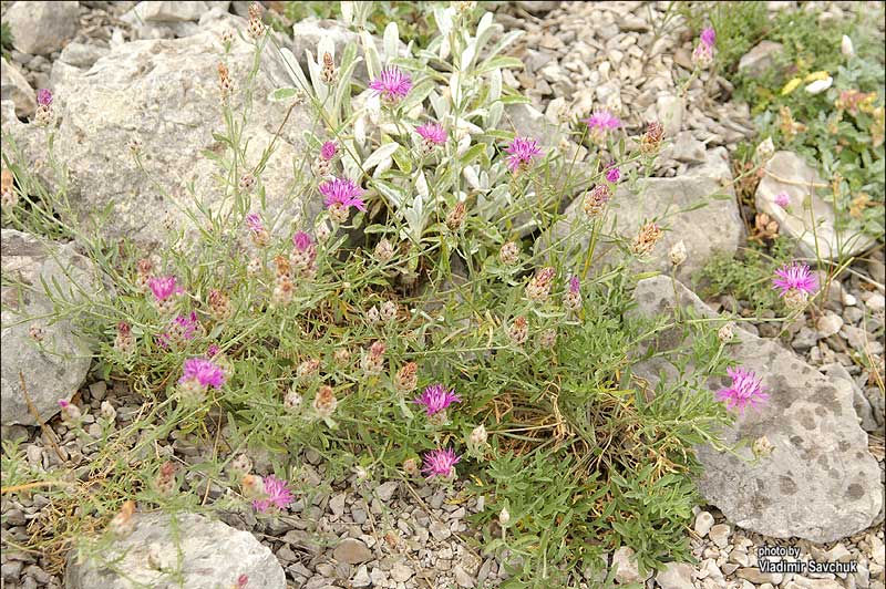 Image of Centaurea vankovii specimen.