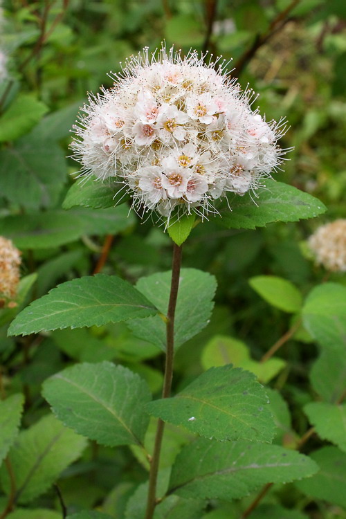 Image of Spiraea betulifolia specimen.