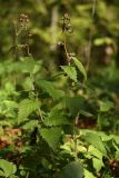 Campanula trachelium. Плодоносящие растения в широколиственном лесу. Санкт-Петербург, Дудергофские высоты. 10.10.2009.