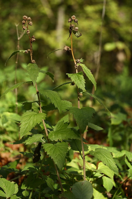 Image of Campanula trachelium specimen.