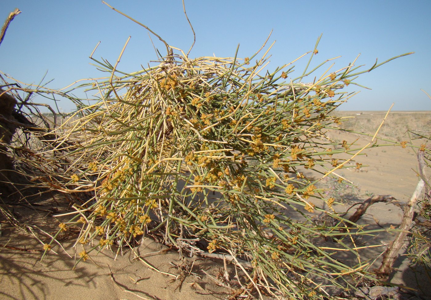 Image of Ephedra intermedia specimen.