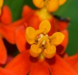 Asclepias curassavica