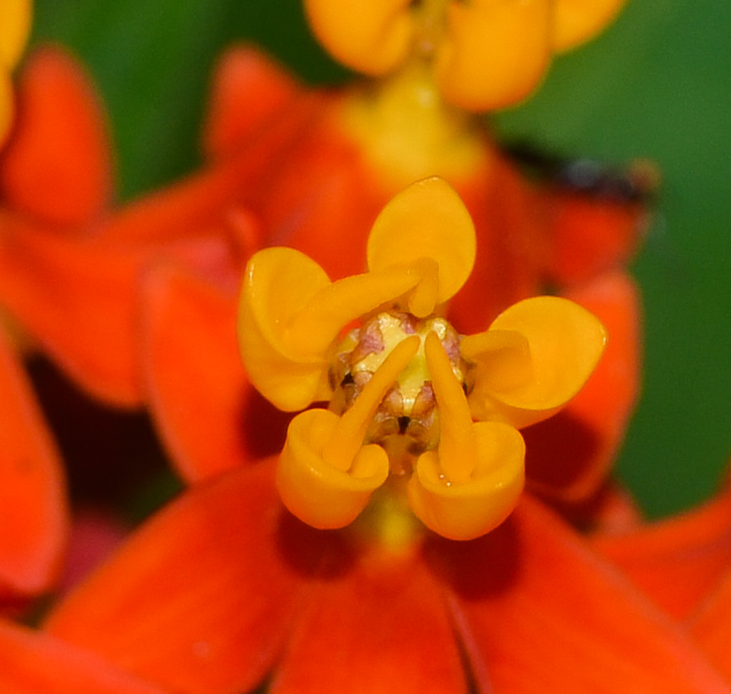 Image of Asclepias curassavica specimen.
