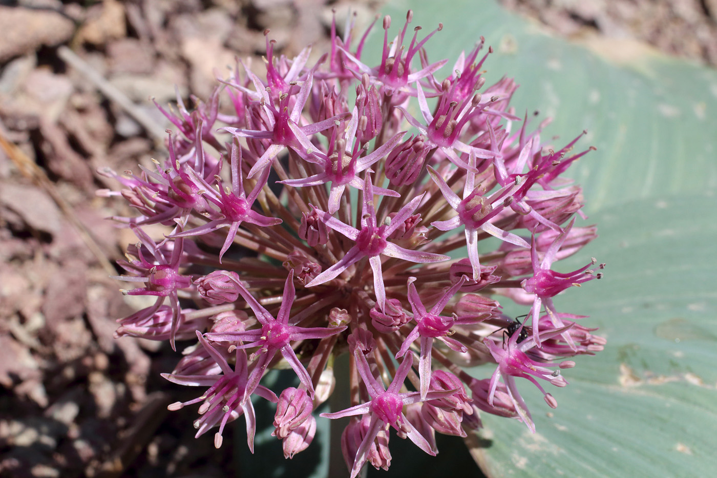 Image of Allium karataviense ssp. henrikii specimen.