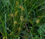 Juncus effusus. Побеги с соцветиями. Московская обл., Раменский р-н, окр. ж.-д. платформы Хрипань, просека под ЛЭП. 29.06.2015.