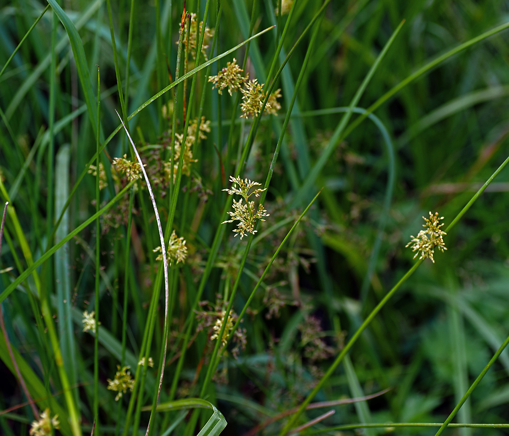 Изображение особи Juncus effusus.