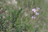 Astragalus austriacus. Побег с соцветием. Крым, Симферополь, Петровские скалы. 22 мая 2015 г.