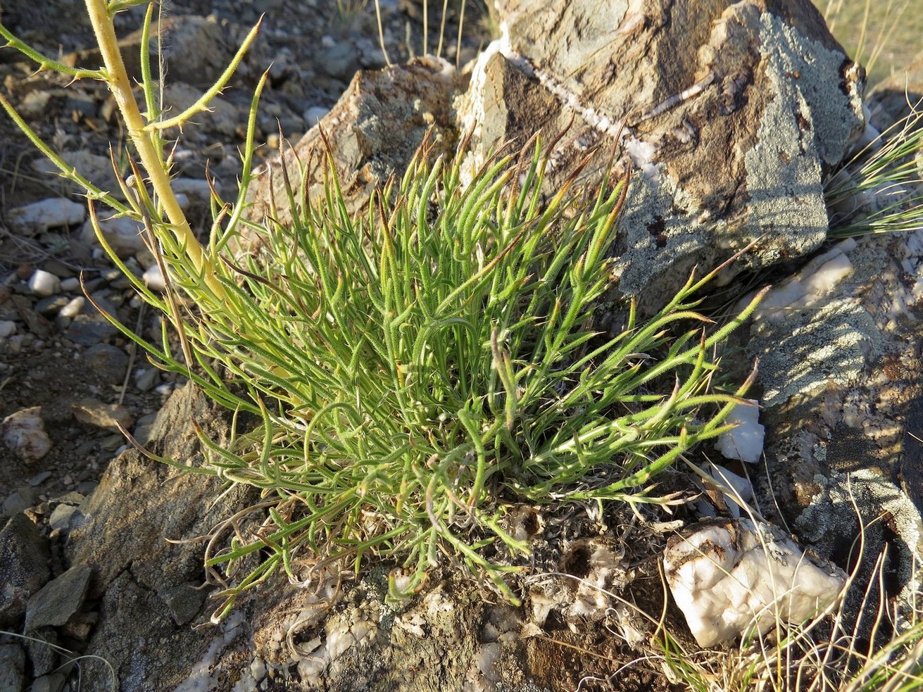 Image of Echinops saissanicus specimen.