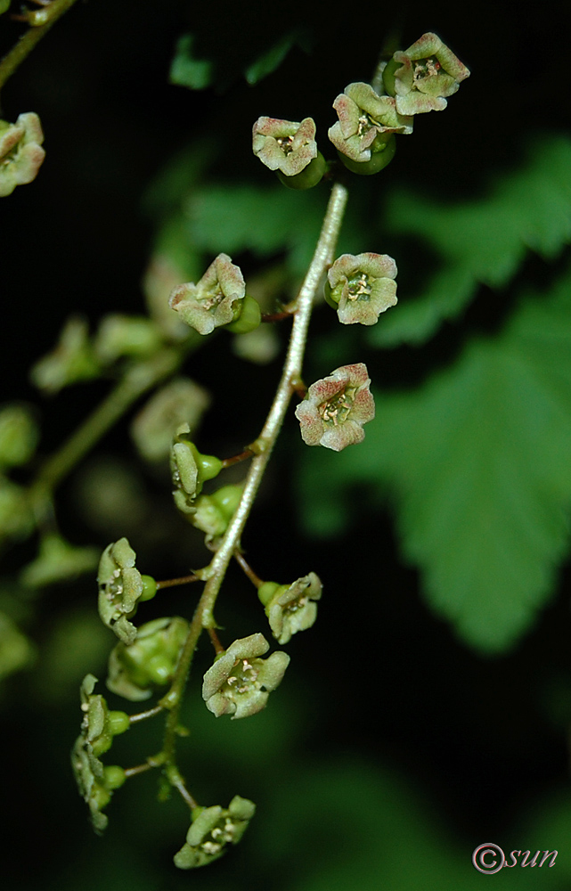 Изображение особи Ribes spicatum.