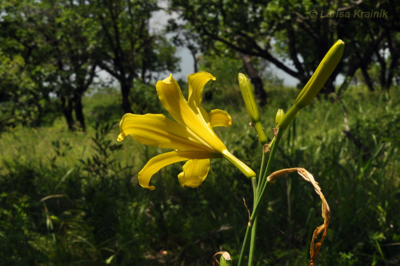 Image of Hemerocallis minor specimen.