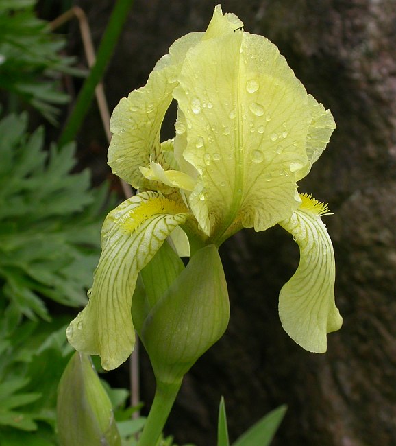 Image of Iris imbricata specimen.