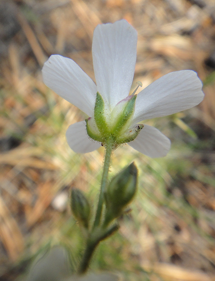 Image of Eremogone meyeri specimen.