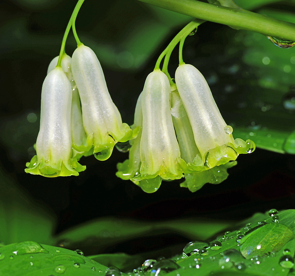 Image of Polygonatum multiflorum specimen.