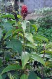 Hellenia speciosa. Верхушка цветущего растения. Андаманские острова, остров Северный Андаман, окр. г. Диглипур, у дороги. 08.01.2015.