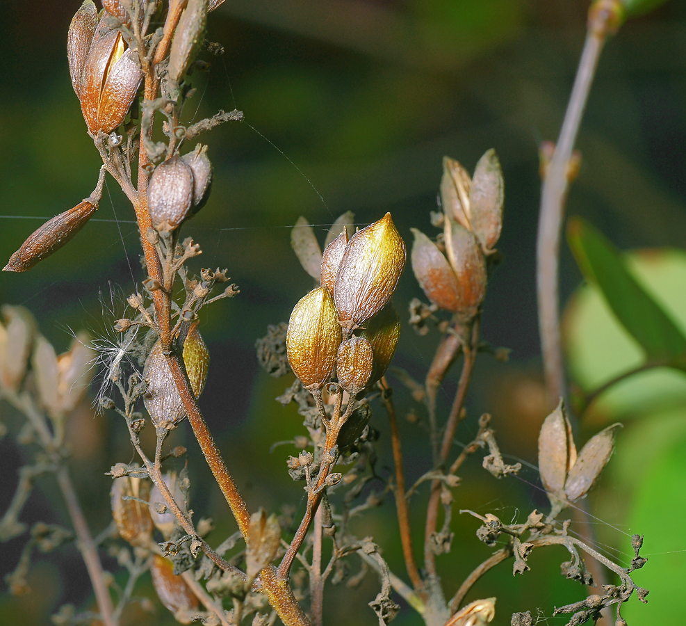 Изображение особи Syringa vulgaris.