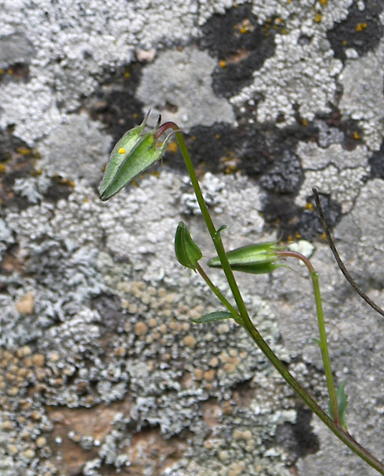 Image of Campanula calcarata specimen.