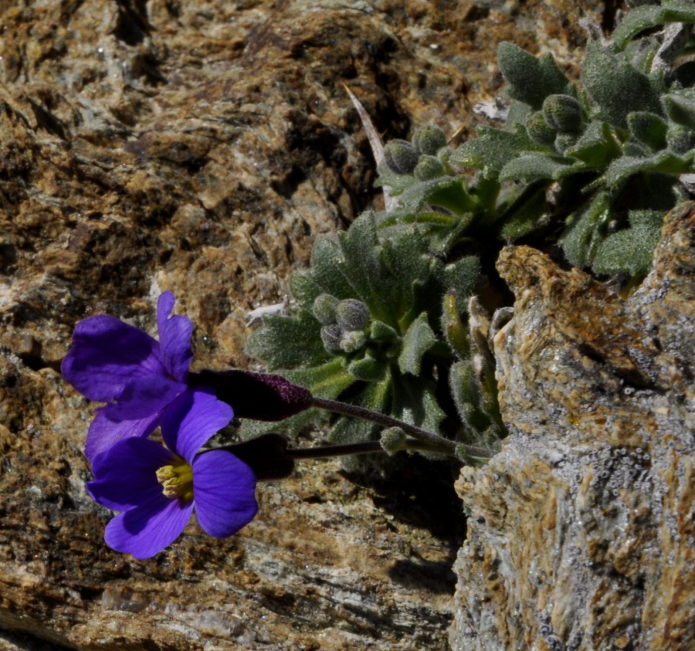 Изображение особи Aubrieta thessala.