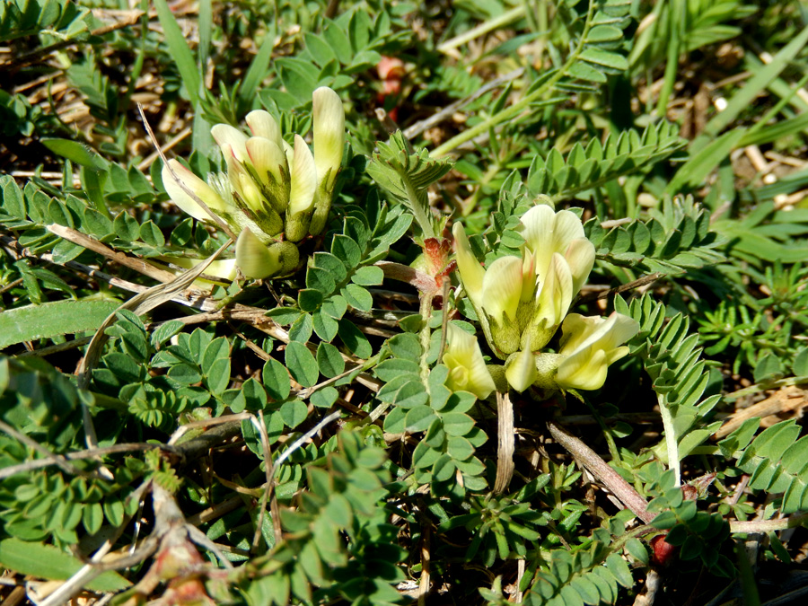 Изображение особи Astragalus resupinatus.