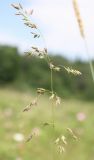 Poa pratensis. Соцветие. Ленинградская обл., Лужский р-н, луг в центральной части поймы р. Луги. 13.06.2009.