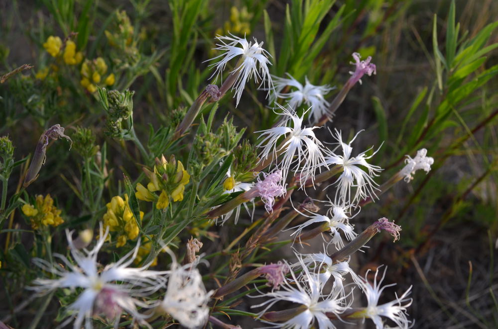 Image of Dianthus kuschakewiczii specimen.